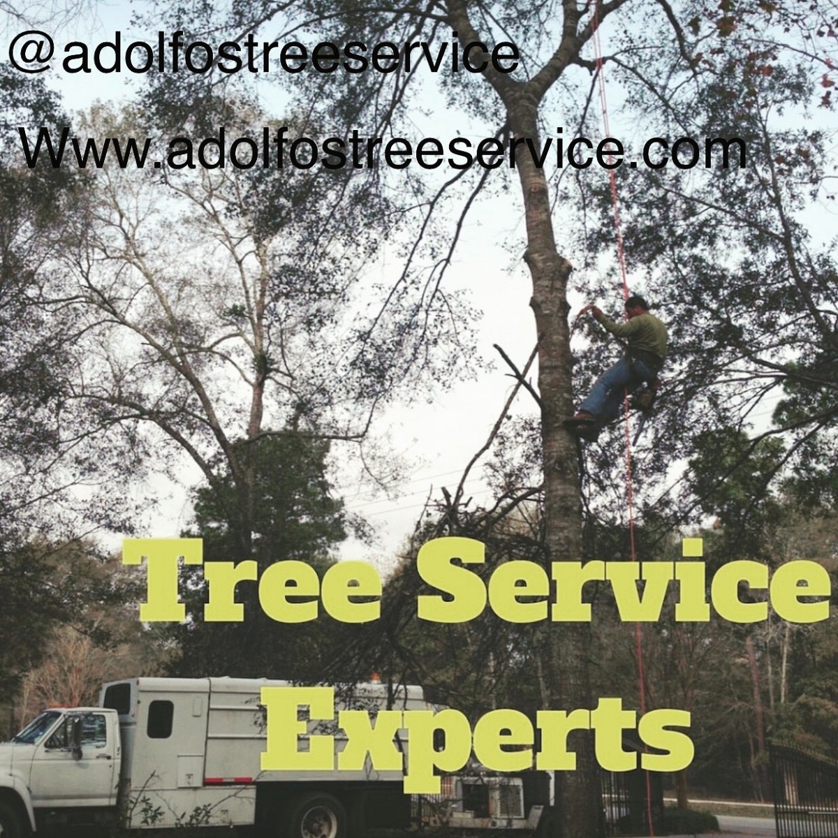 1 Adolfo's Tree Service Houston, TX, 77038 Networx