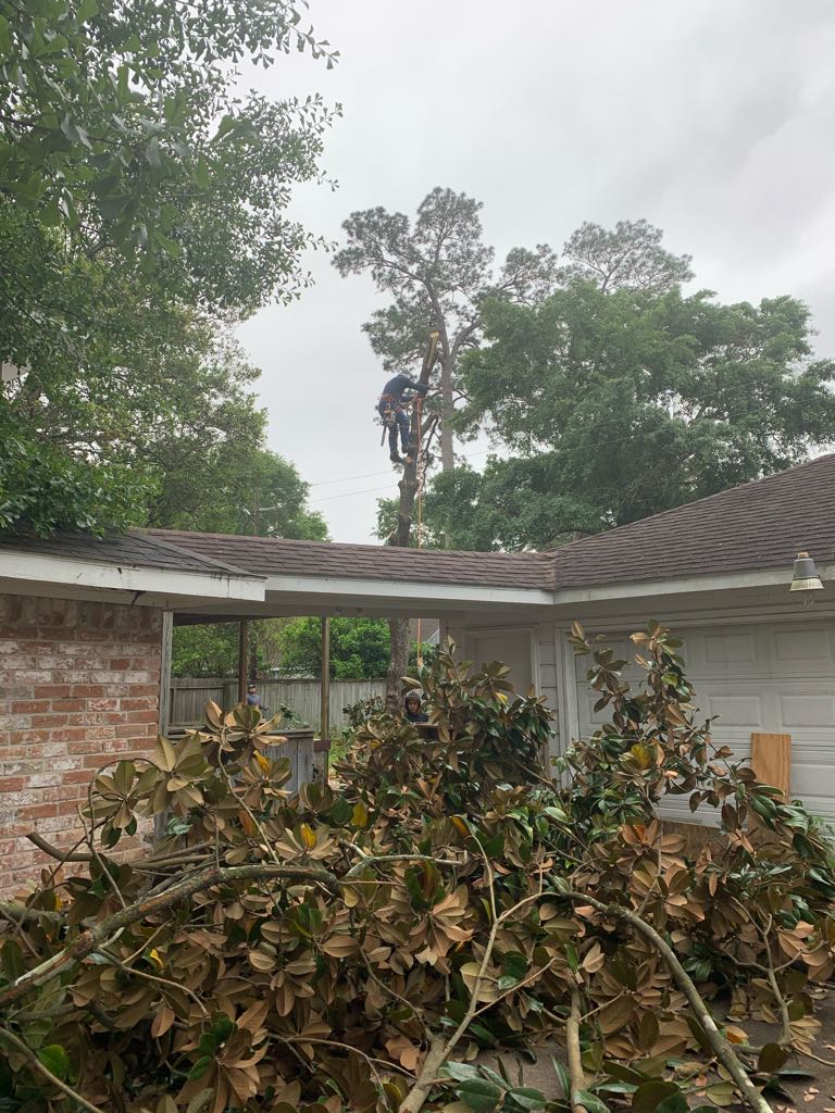Garcia Professional Tree Service Katy, TX, 77449 Networx