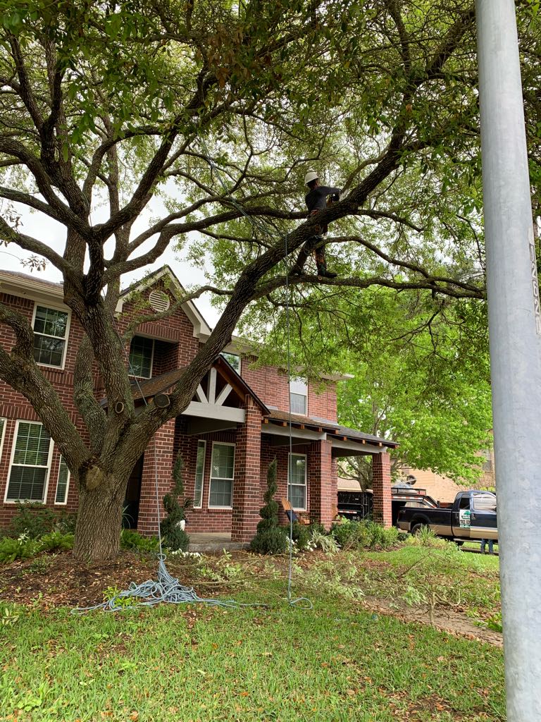 Garcia Professional Tree Service Katy, TX, 77449 Networx