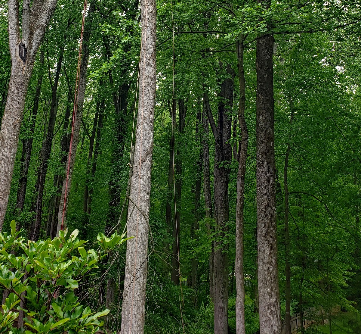 Dodson Tree Care & Landscaping LLC Warrenton, VA, 20187 Networx