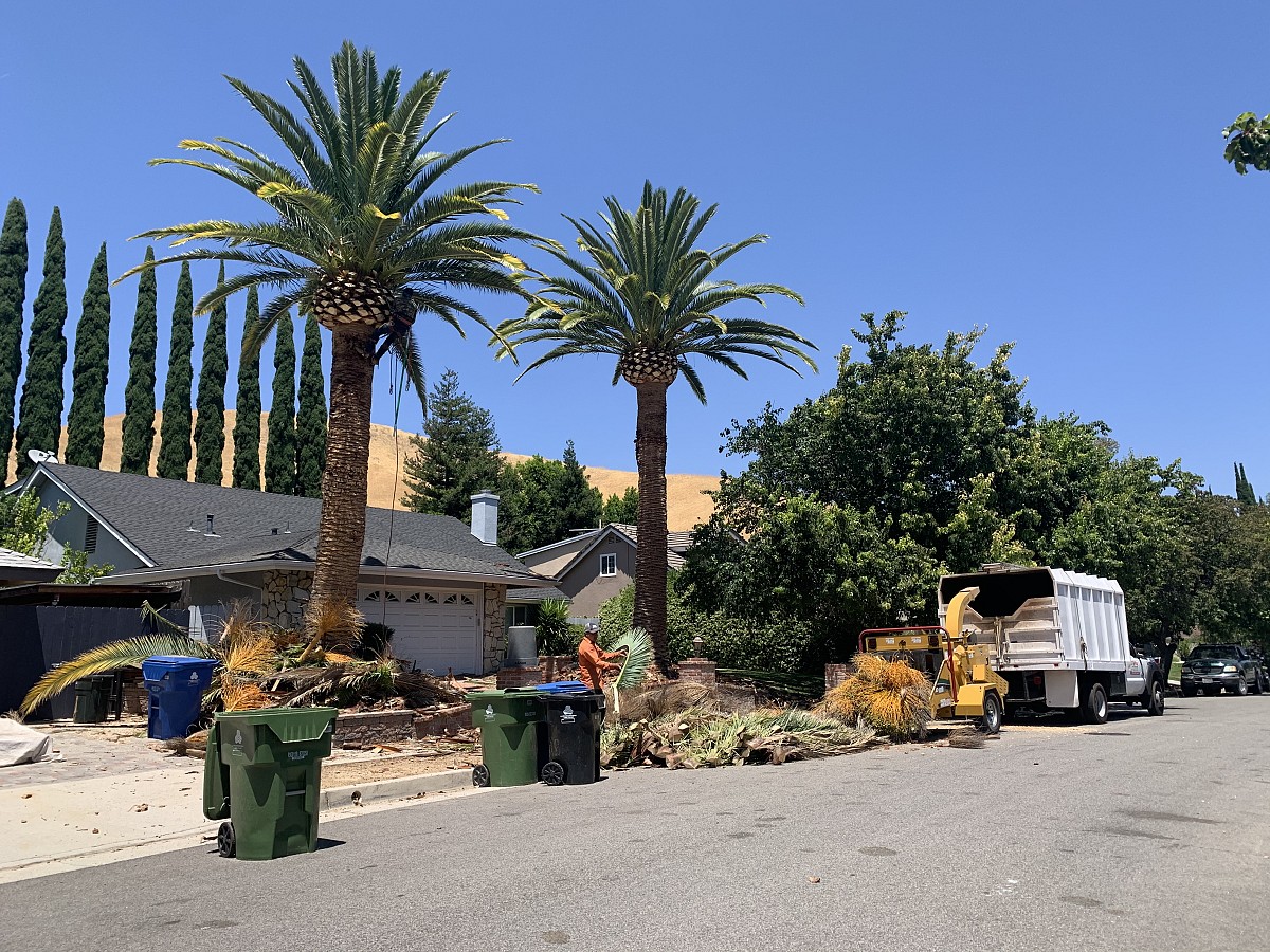 Best Value Tree Service Pacoima, CA, 91331 Networx