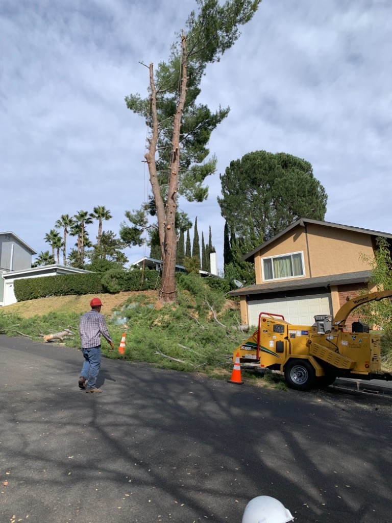 Best Value Tree Service Pacoima, CA, 91331 Networx
