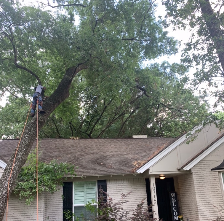 A&M Tree Service Katy, TX, 77493 Networx