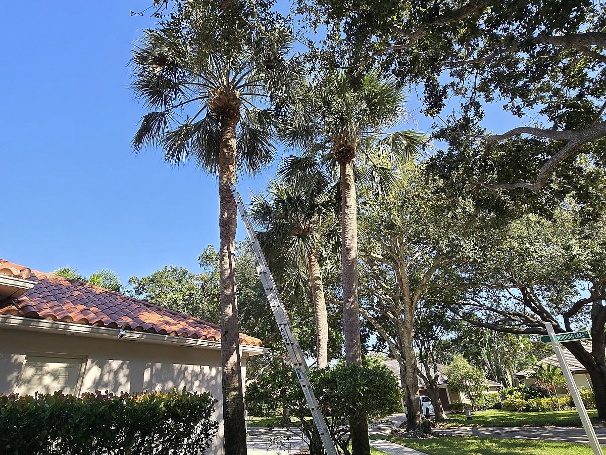 Full Height Tree Services LLC Jupiter, FL, 33458 Networx