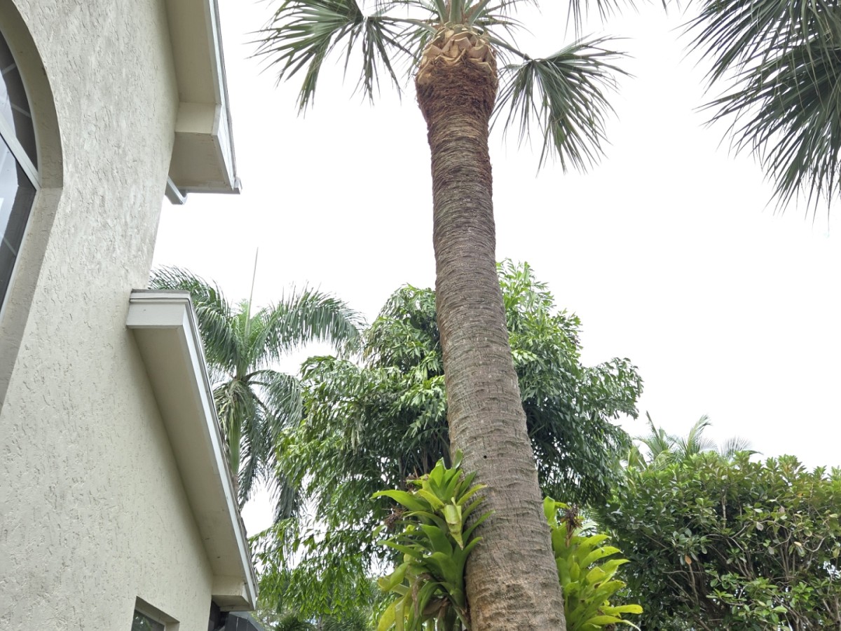 Full Height Tree Services LLC Jupiter, FL, 33458 Networx