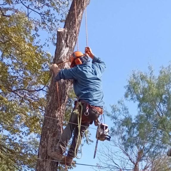 Ecotree and Ground Control San Antonio, TX, 78250 Networx