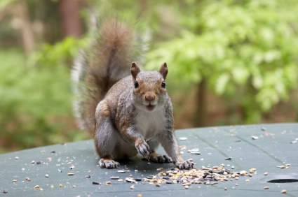 How to Get Rid of That Pesky Squirrel in the Attic - Pest Control Services