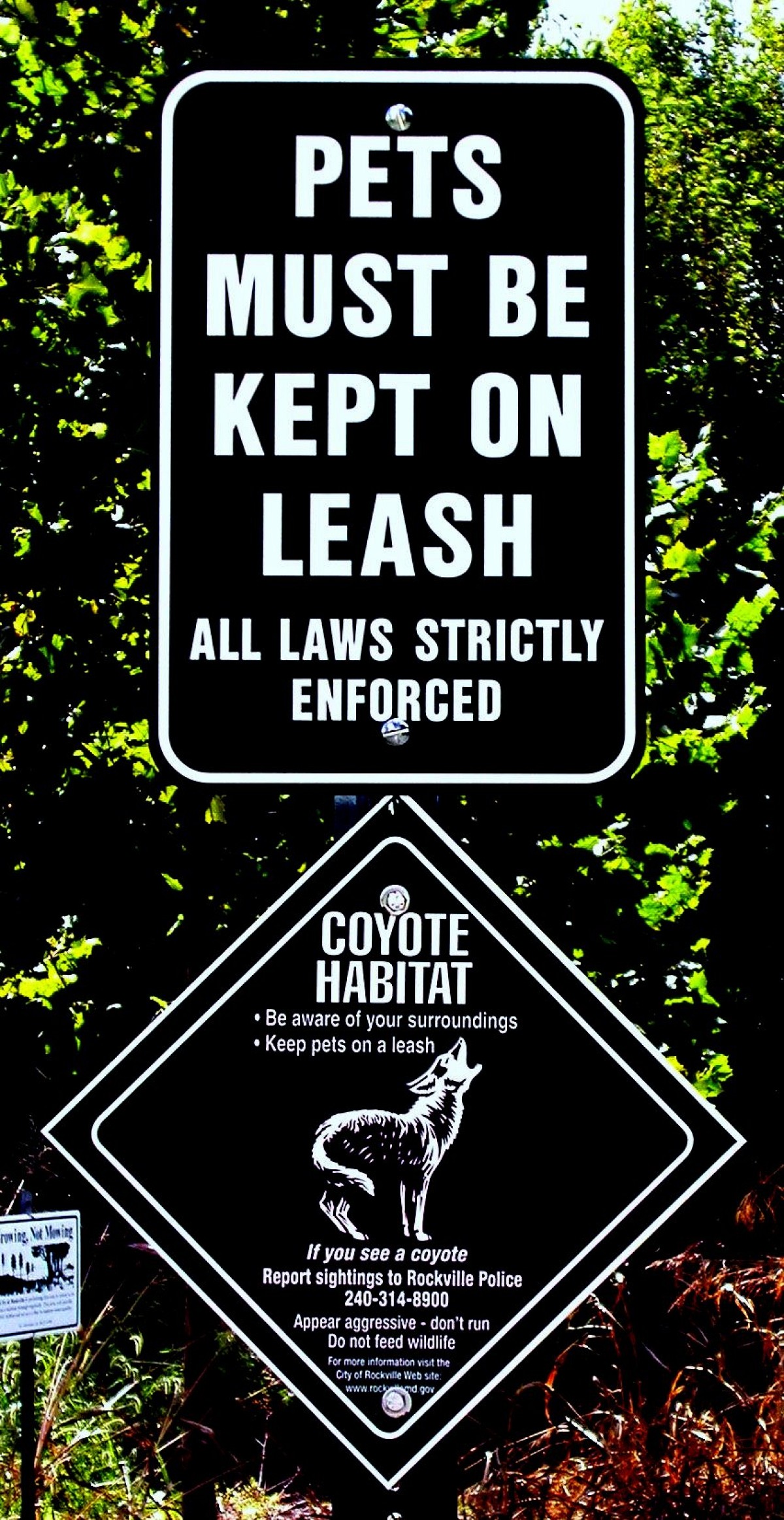 How to Keep Coyotes Out of Your Yard Networx