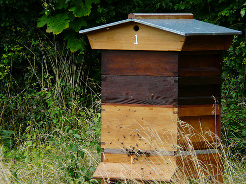 Where to Put Your Beehive | Networx