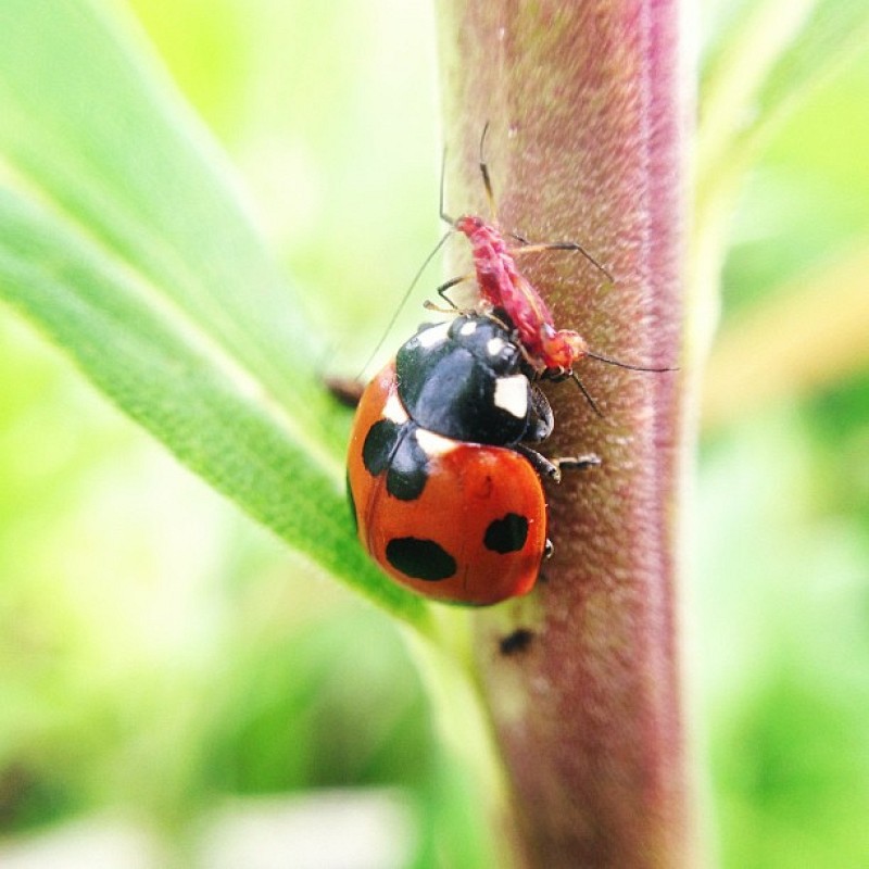 Update on Ladybugs as Natural Pest Control