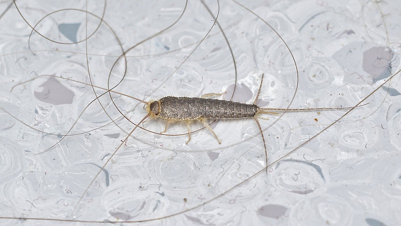 Silverfish: Some Prevention Tips