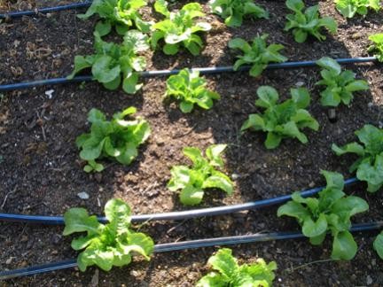 Drip Tape Irrigation 