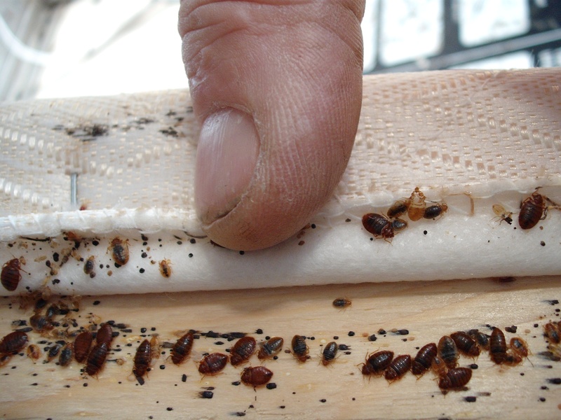 Bed Bug Treatment