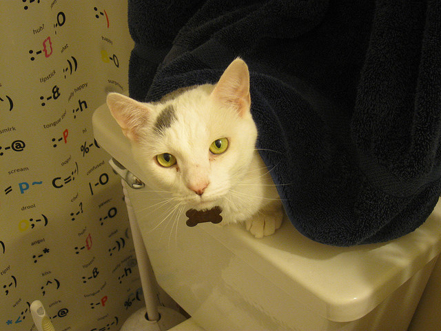 How to potty train top your cat on the toilet