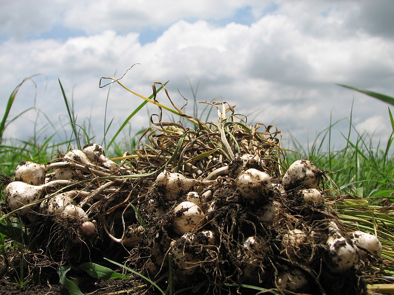 How To Master The Art Of Fall Garlic Planting - Ted Lare - Design & Build