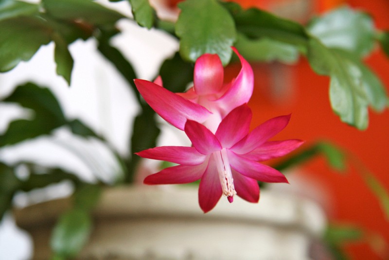 8 Great Plants to Give as Gifts | Networx